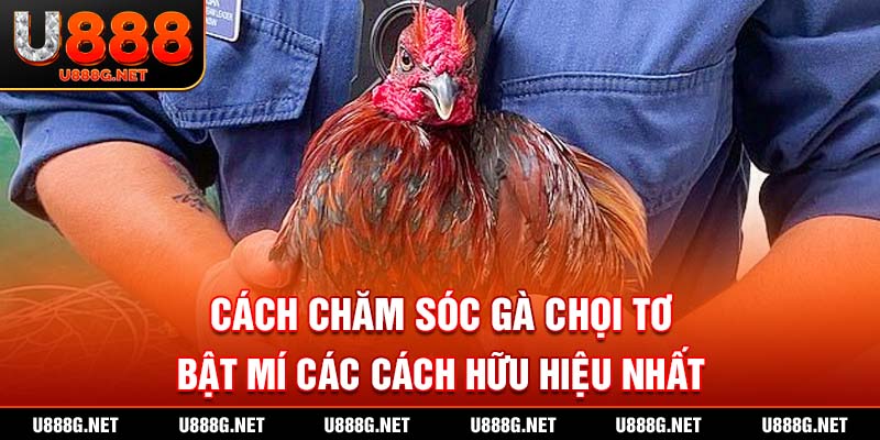cách chăm sóc gà chọi tơ