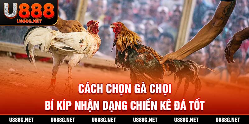 Cách chọn gà chọi
