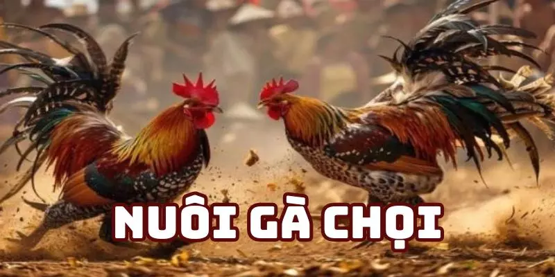 nuôi gà chọi