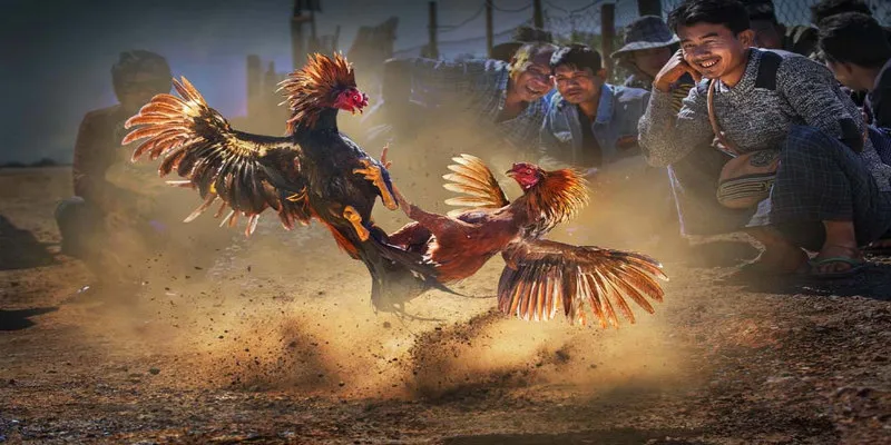 Đá gà cựa sắt, cựa dao là hình thức thi đấu được đông đảo khách hàng yêu thích